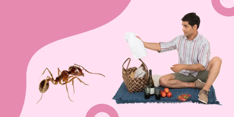 Keep Ants Away From Your Picnic Blanket
